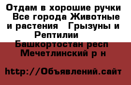 Отдам в хорошие ручки - Все города Животные и растения » Грызуны и Рептилии   . Башкортостан респ.,Мечетлинский р-н